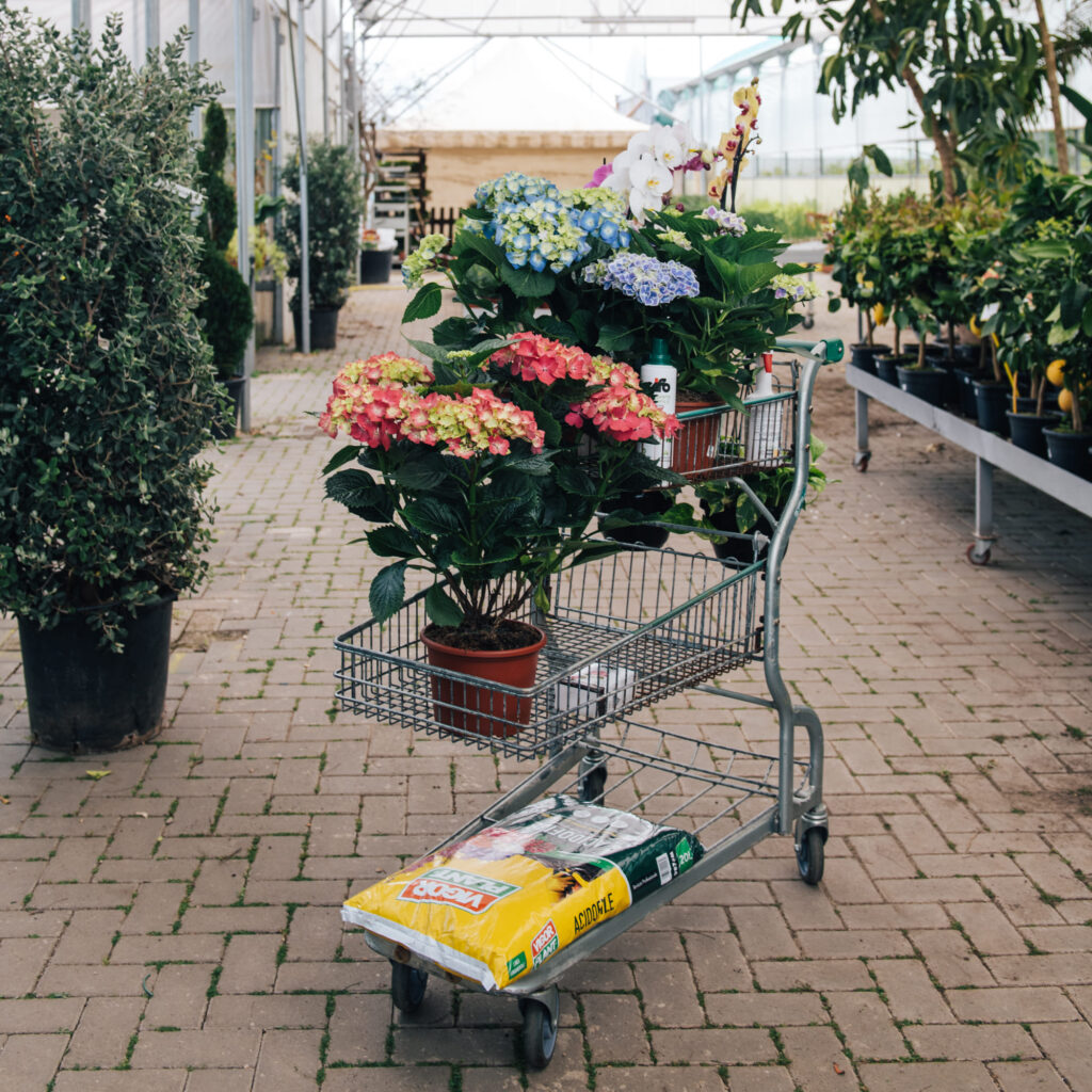 La primavera è il periodo migliore per acquistare le Ortensie fiorite