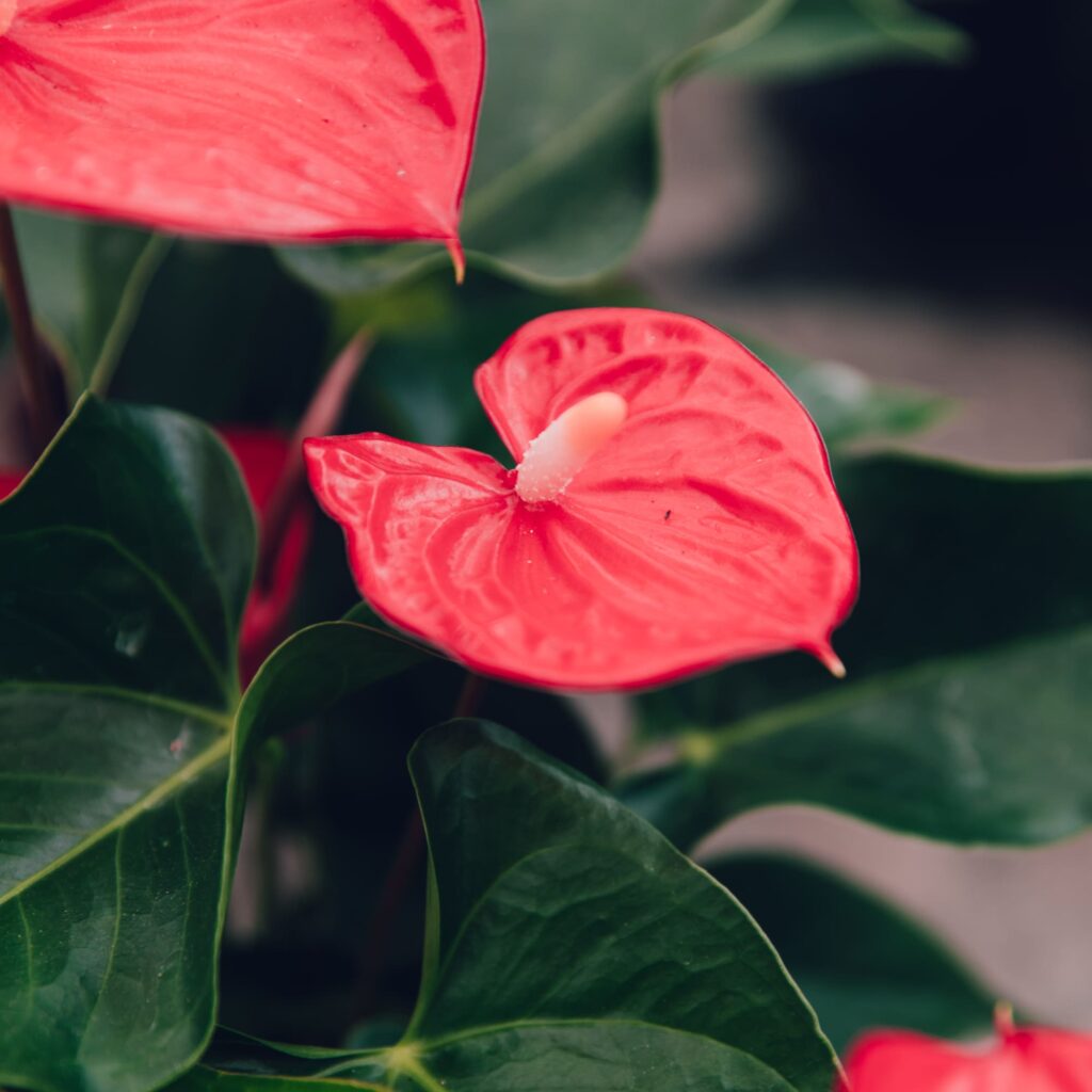 Fiore di Anthurium