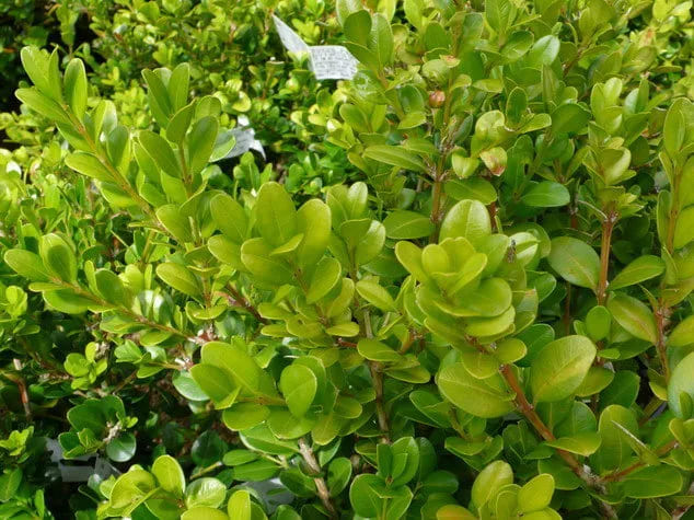 Bosso (Buxus)