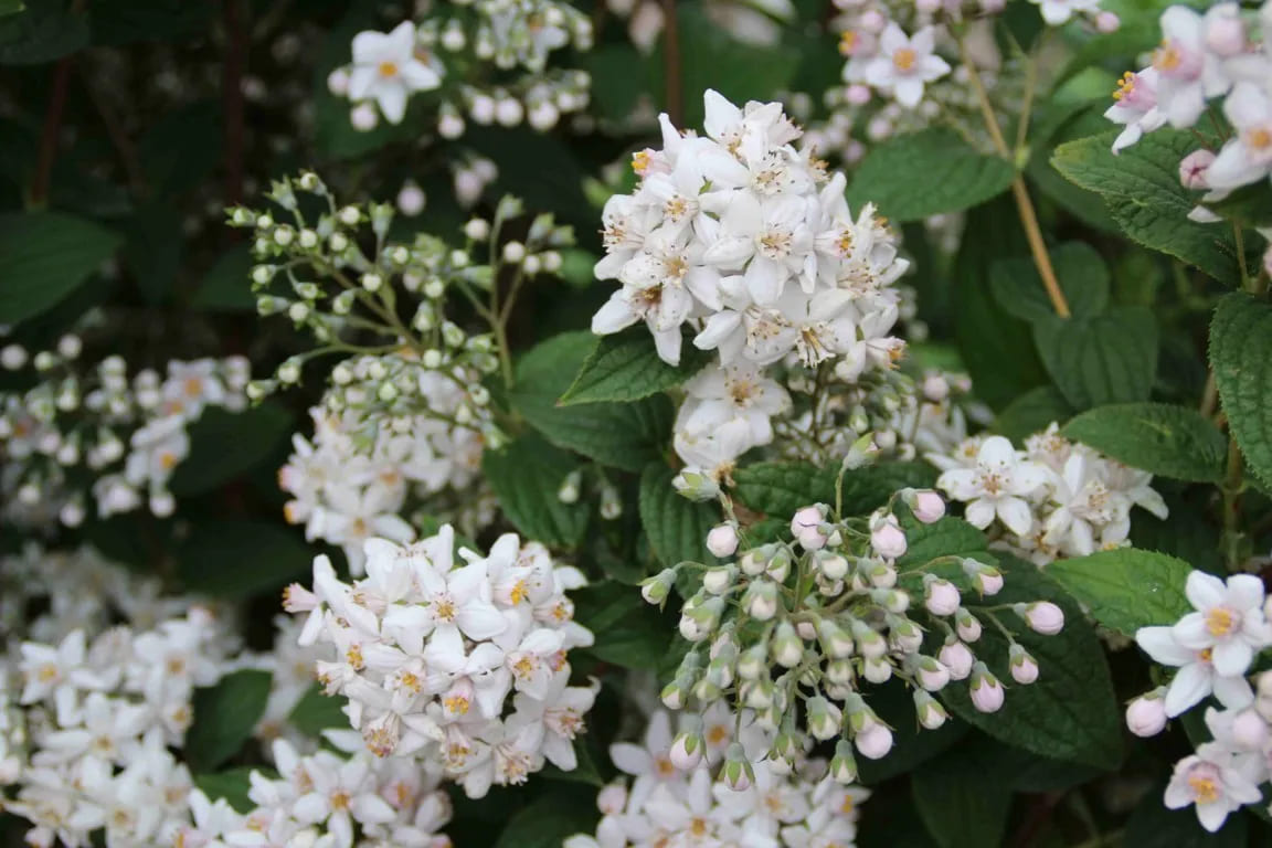 Deutzia