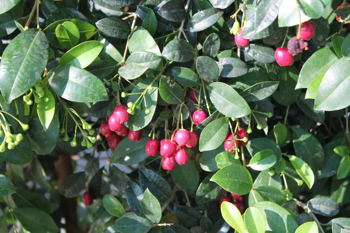 Eugenia myrtifolia