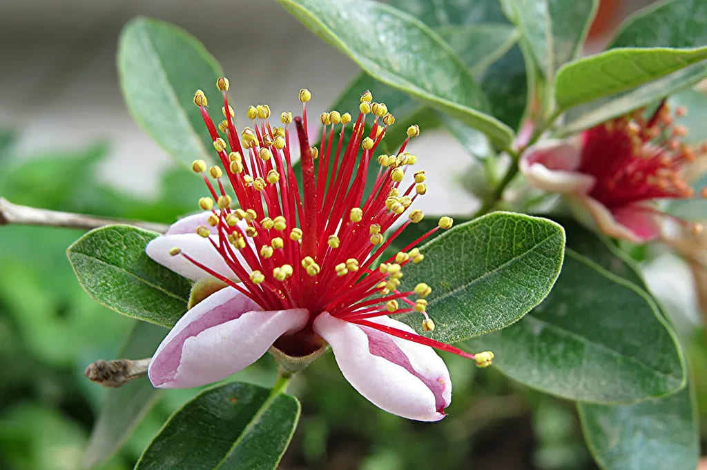 Feijoa