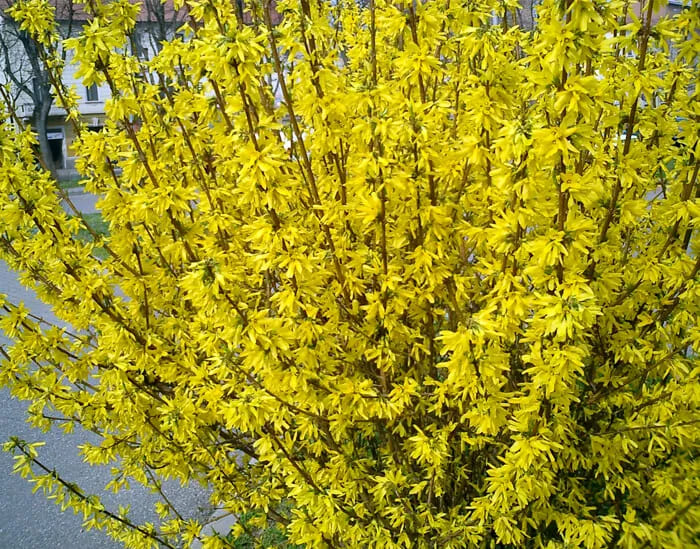 Forsythia in fiore