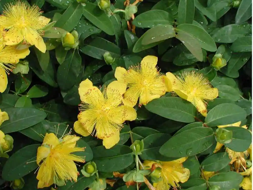 Hypericum