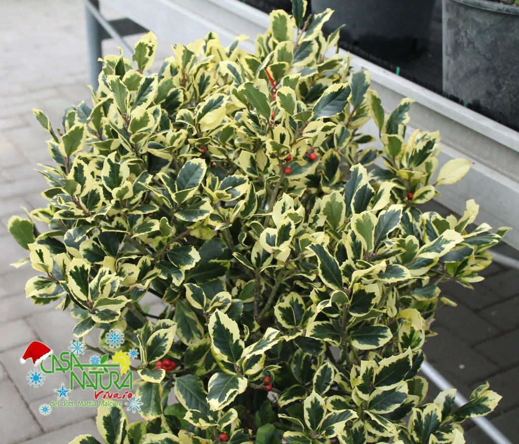 Ilex (Agrifoglio)