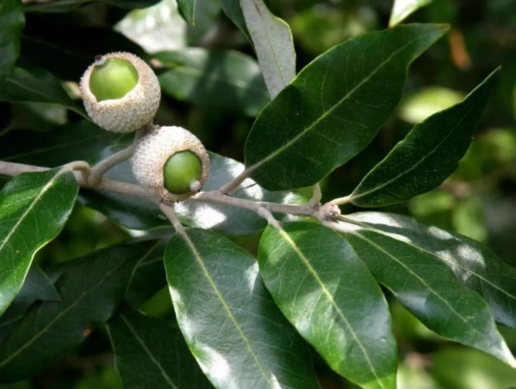 Leccio (Quercus ilex)
