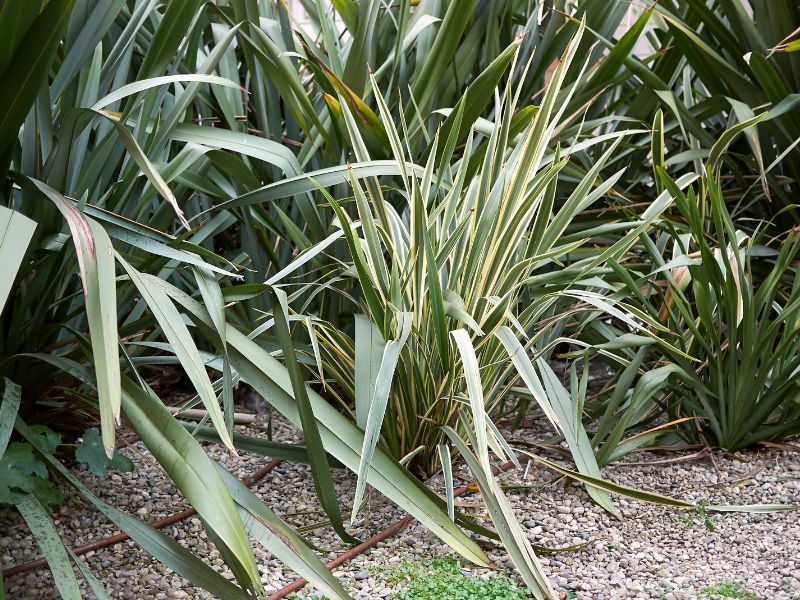 Phormium