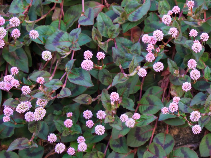 Polygonum