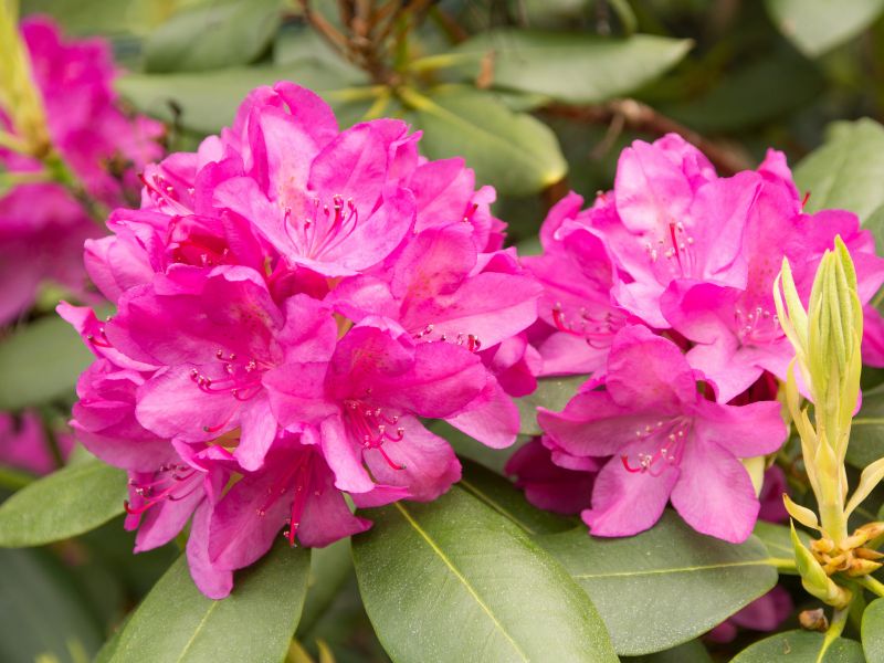 Rhododendron