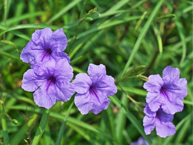 Ruellia