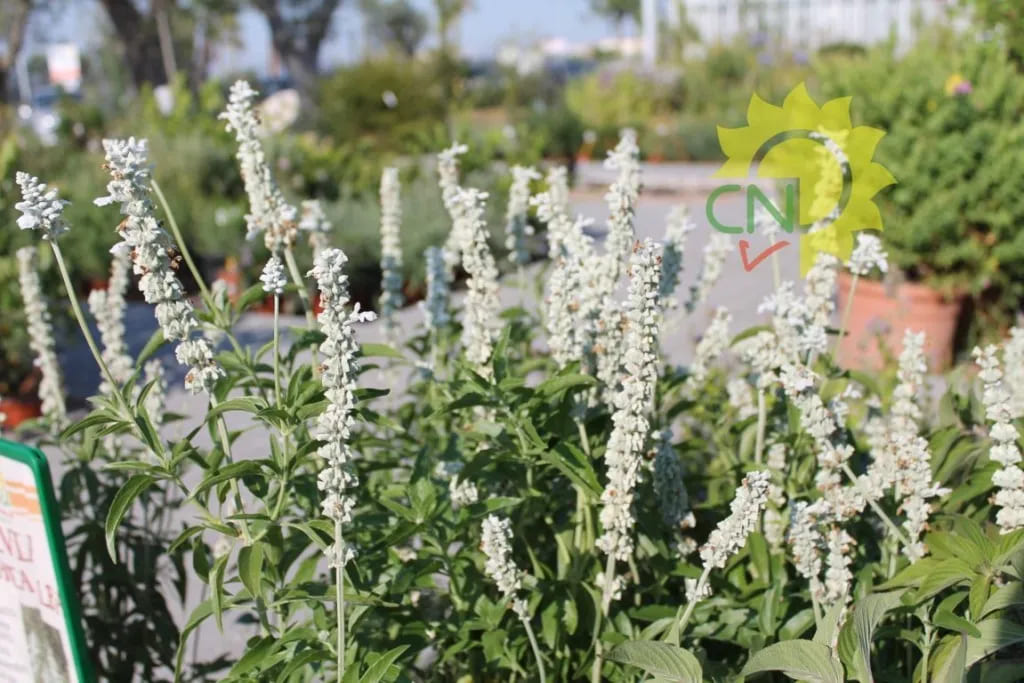 Salvia ornamentale