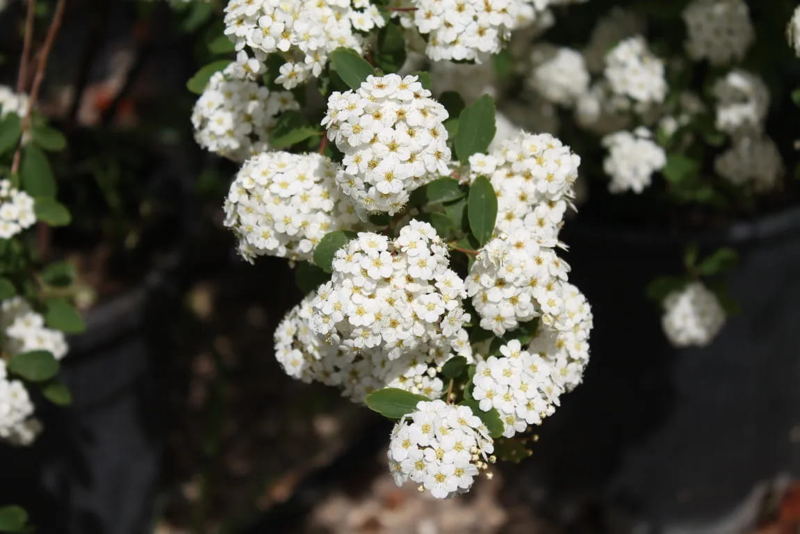 Spiraea