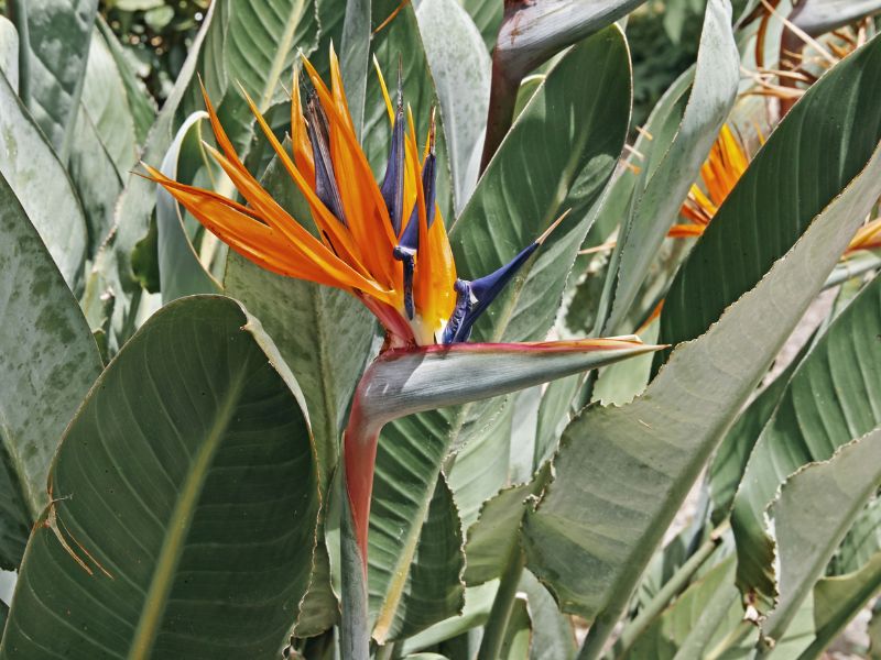 Strelitzia