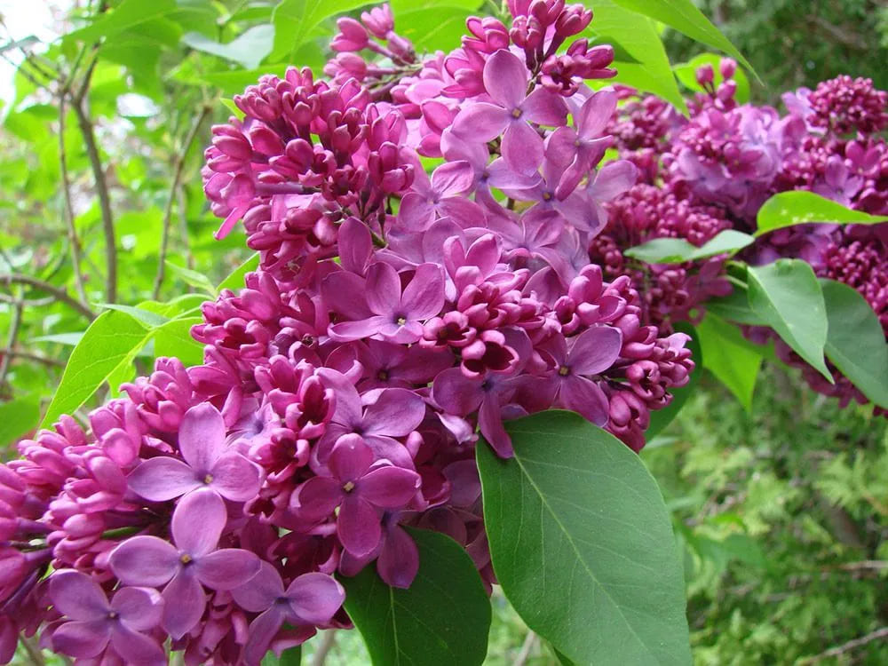 Syringa Vulgaris Lillà