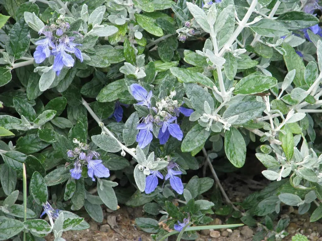 Teucrium azureum