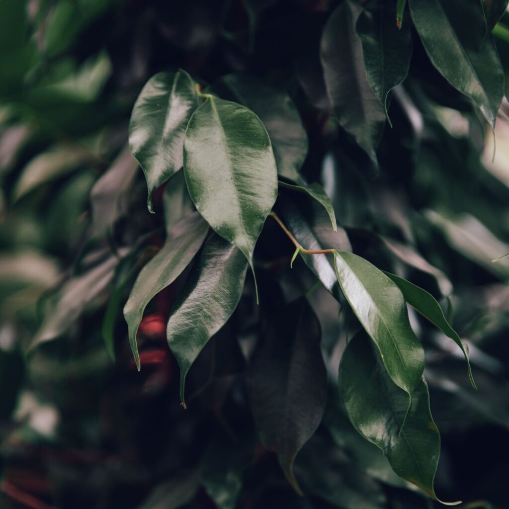 Ficus benjamin, dettaglio foglia