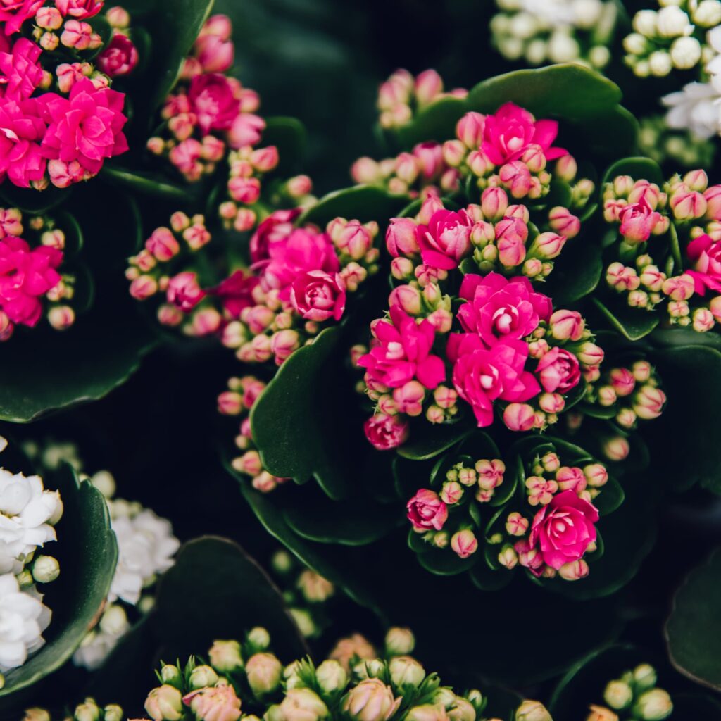 Kalanchoe fiorita