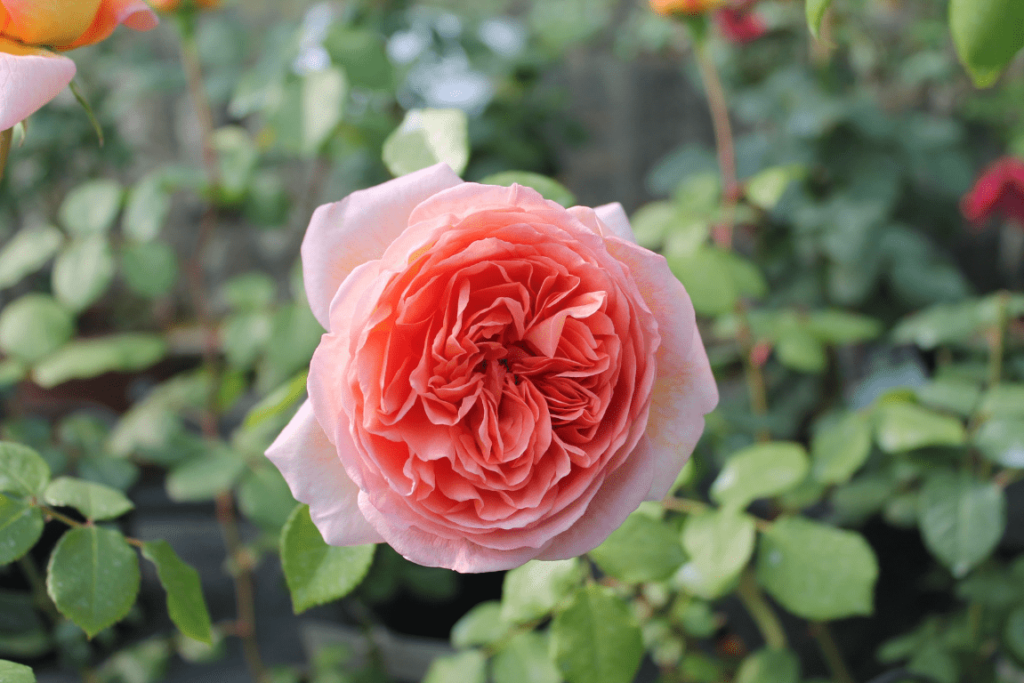 Rosa inglese Abraham darby