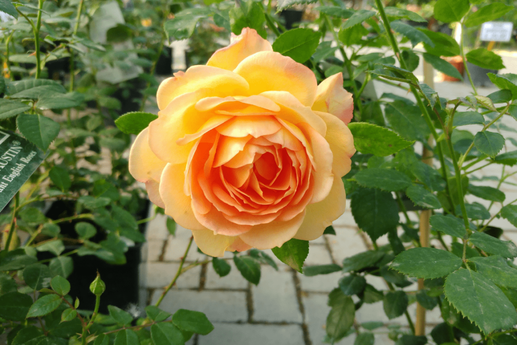 Rosa inglese Lady of shalott