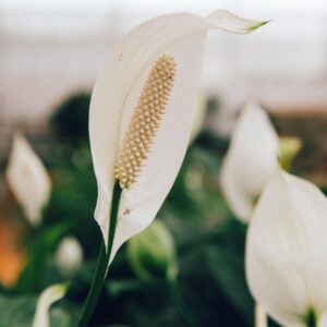 Fiore di Spathiphyllum