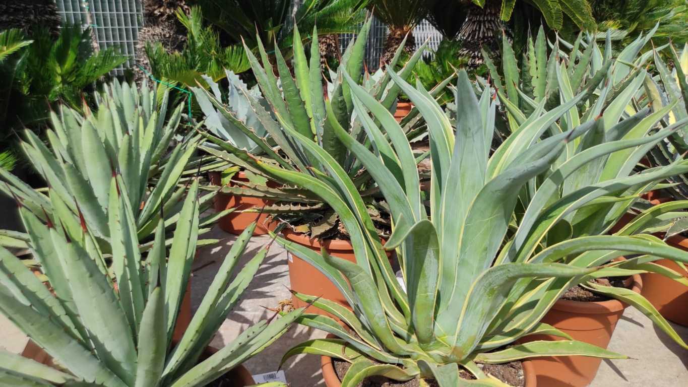 Agave