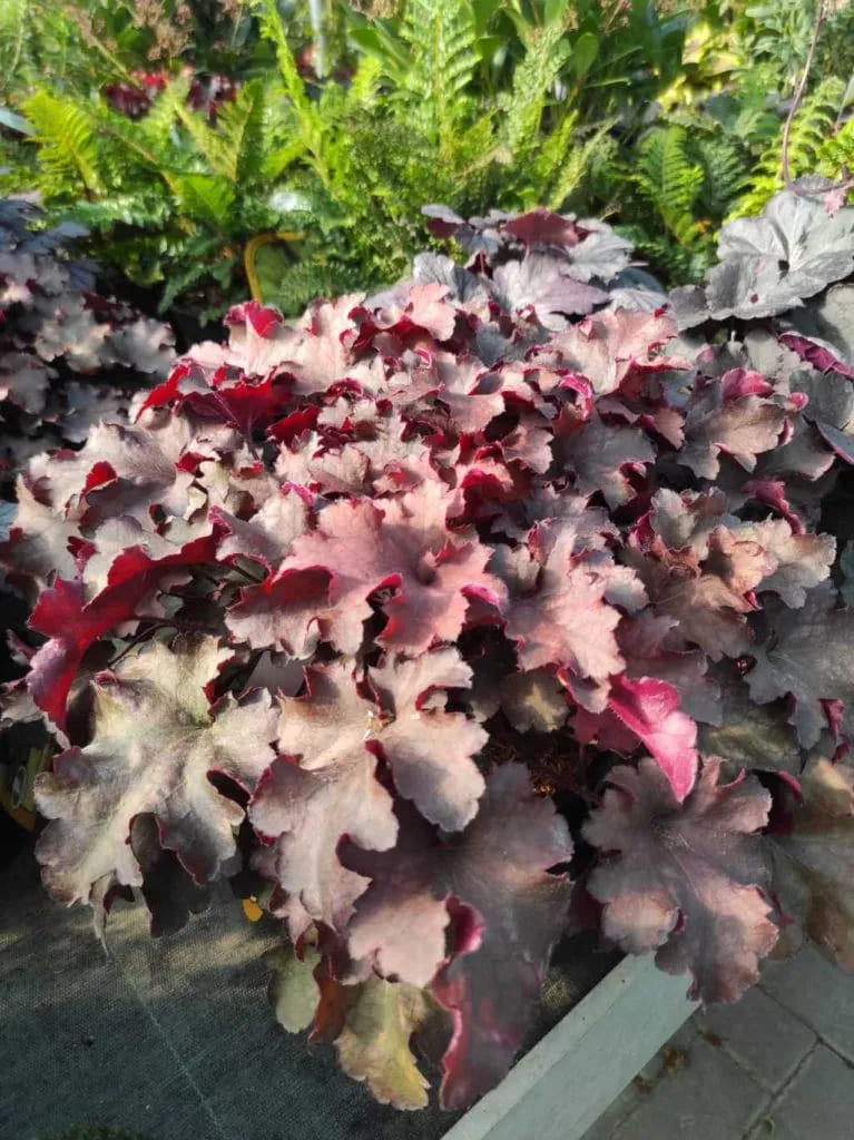 Heuchera