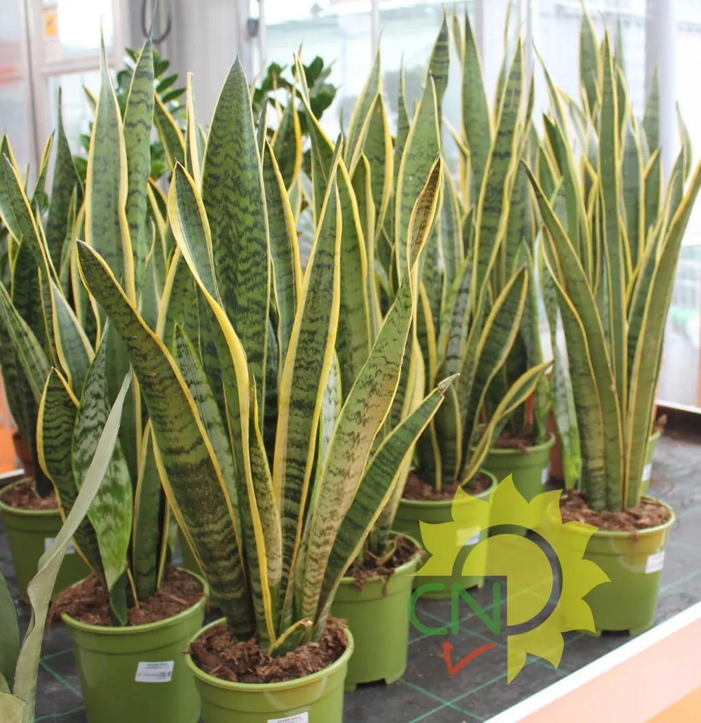 Sanseveria