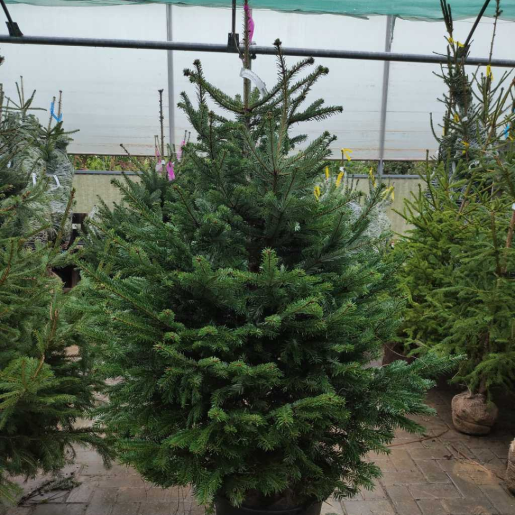 Albero di Natale