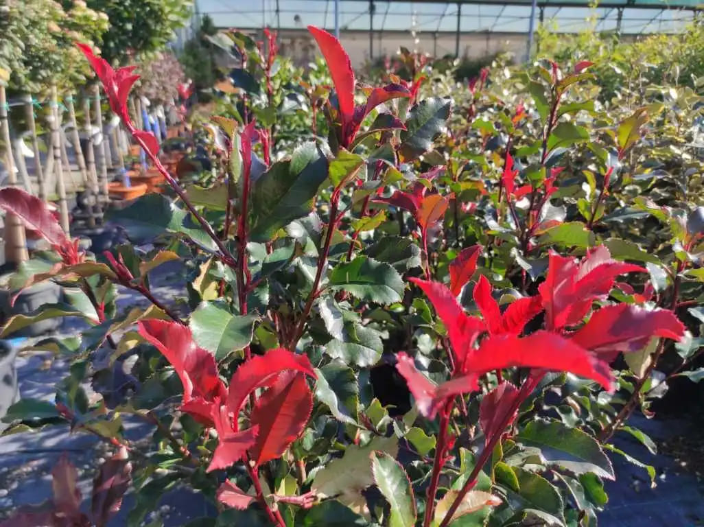 Viburno odoratissimum e Photinia volcano