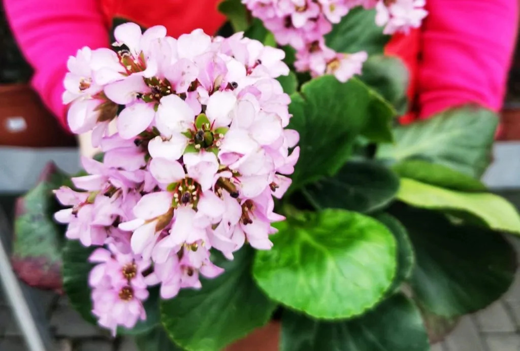 Bergenia