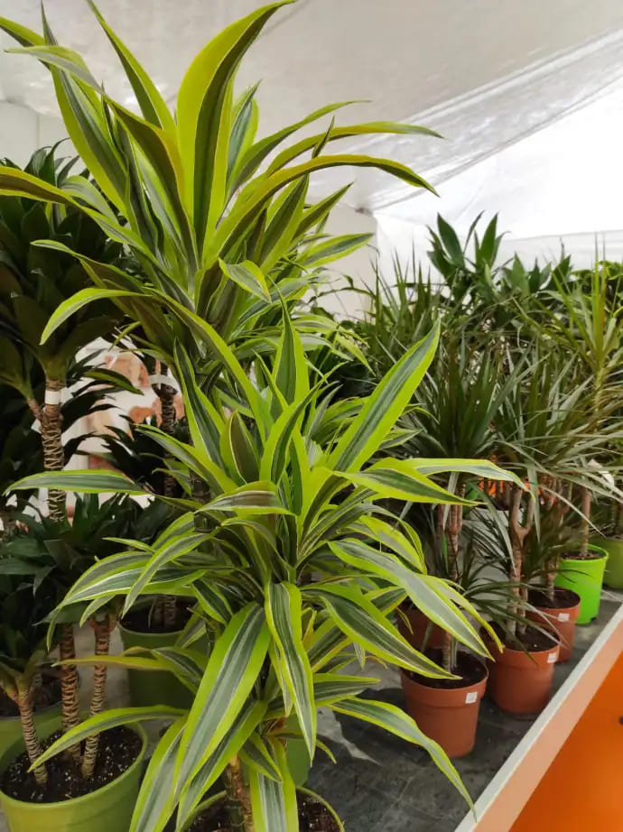 Dracaena