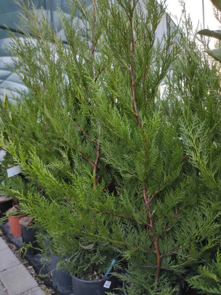 Leylandii