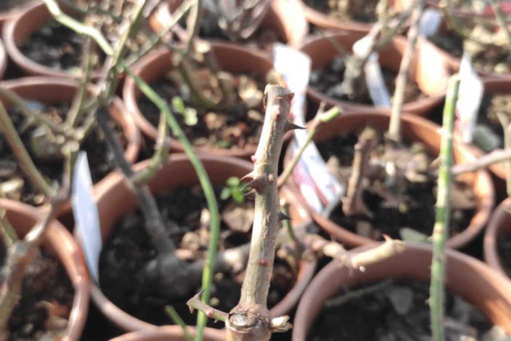 Potatura invernale della rosa