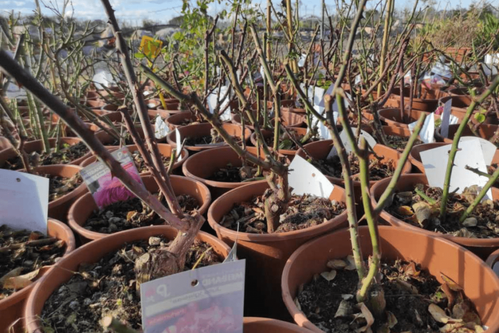 Potatura invernale della rosa