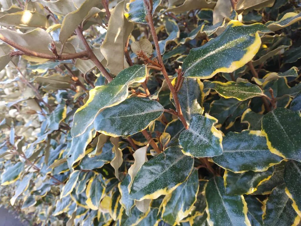 Elaeagnus