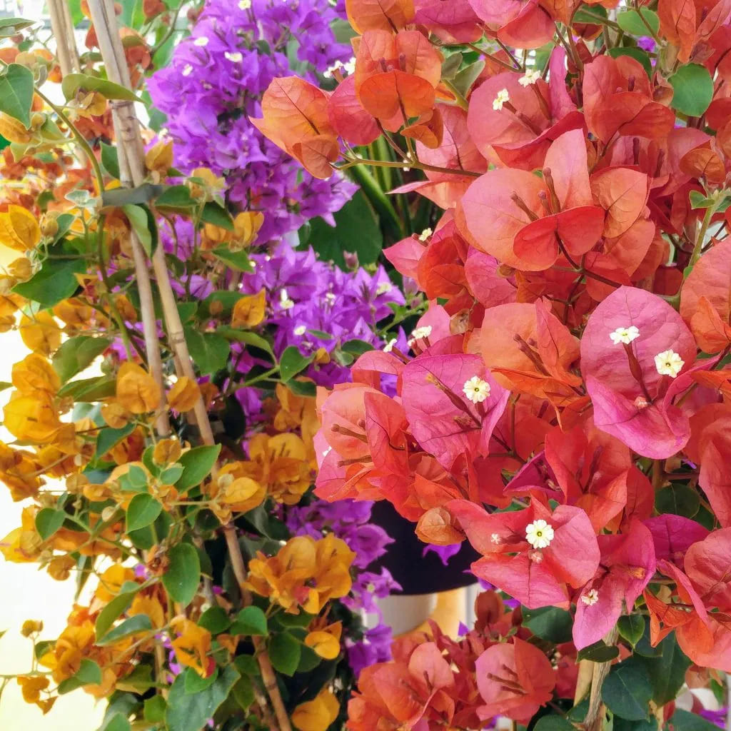 Bougainvillea