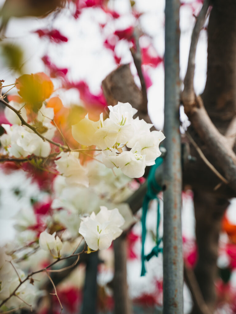 Fiore di Bougainvillea bianco