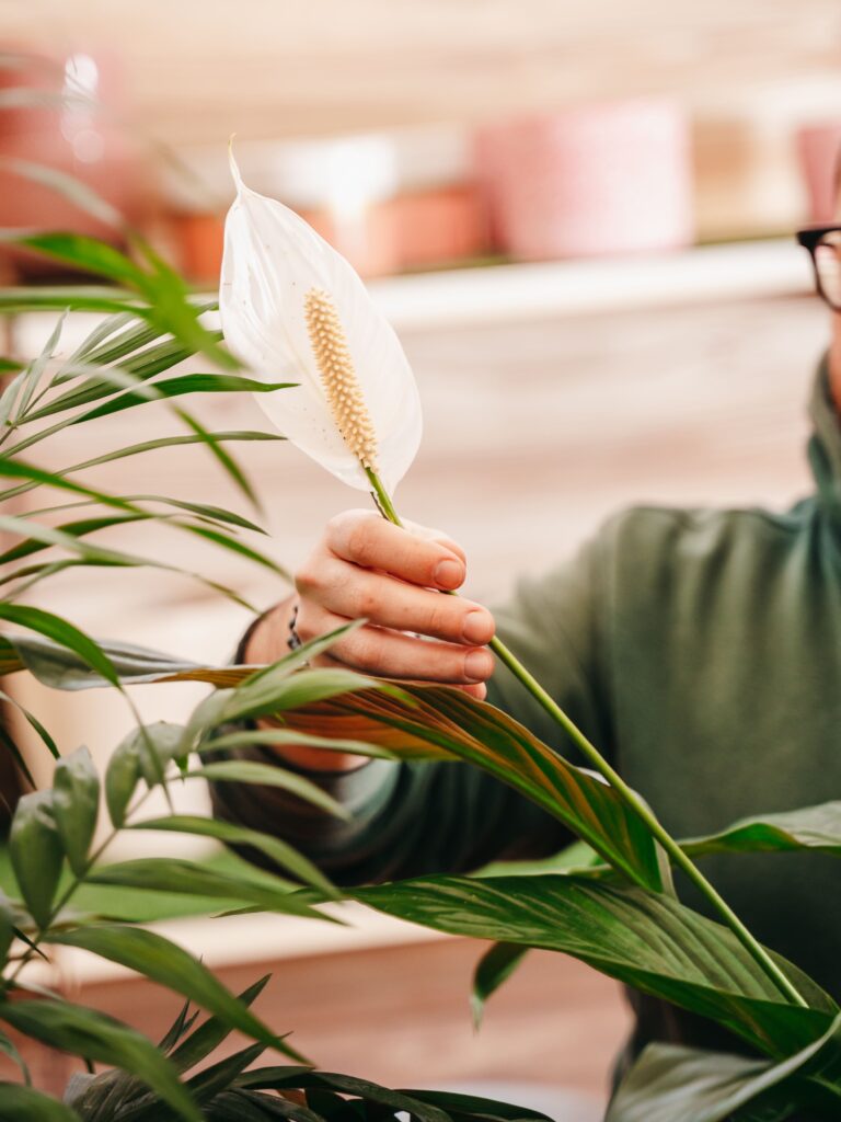 Fiore di Spatifillo