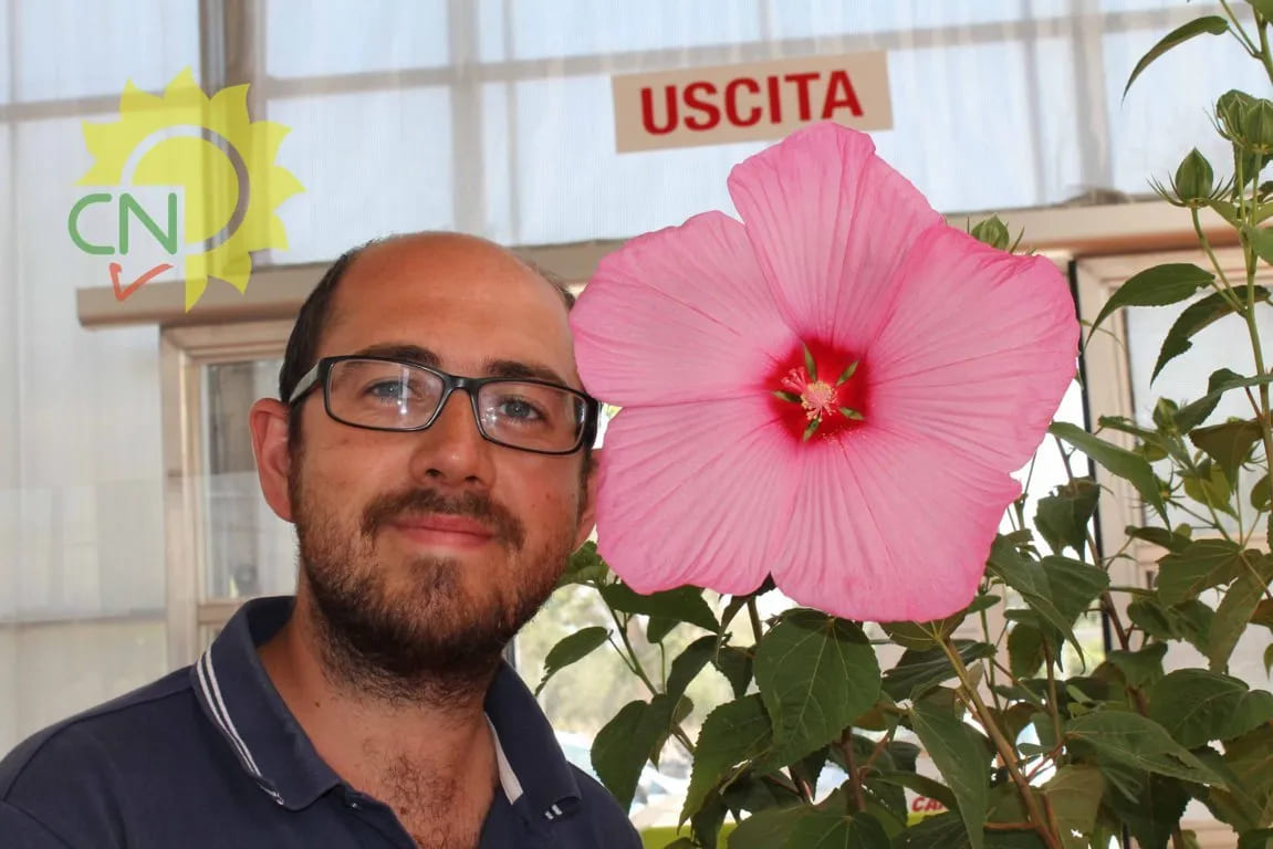 Hibiscus, il fiore del sole