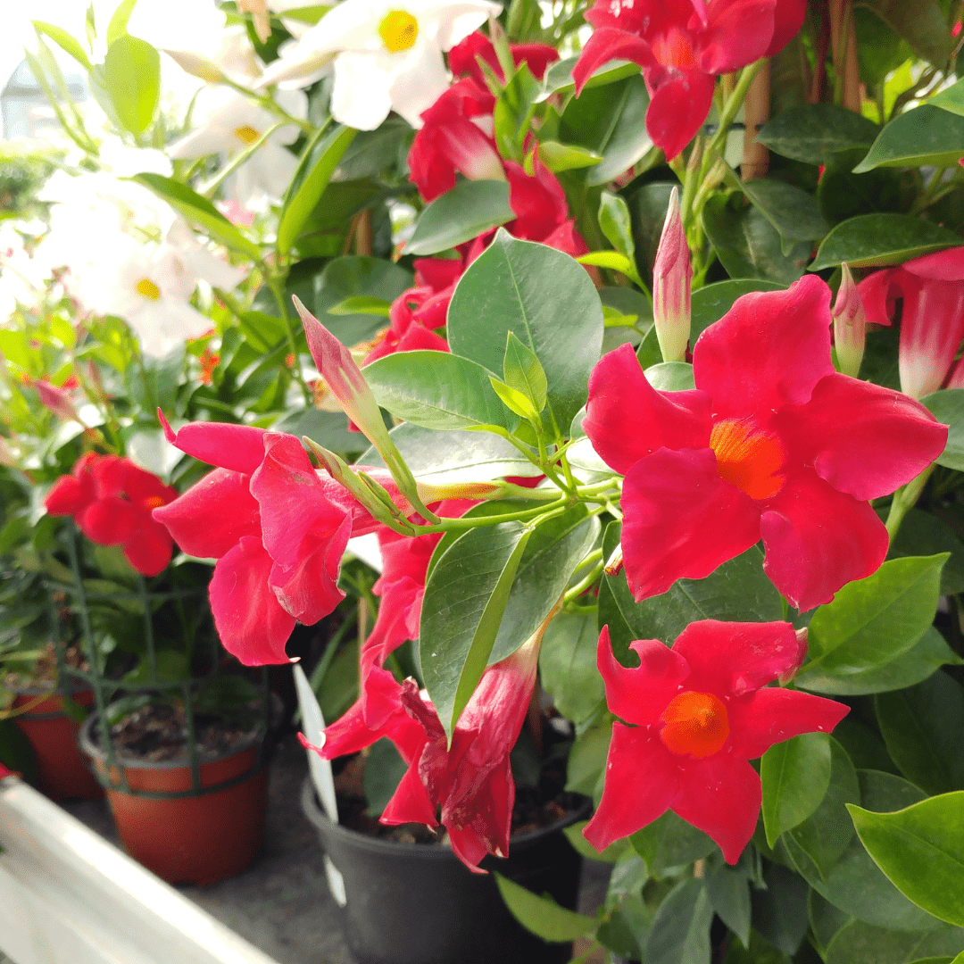 Fiore di Dipladenia rossa