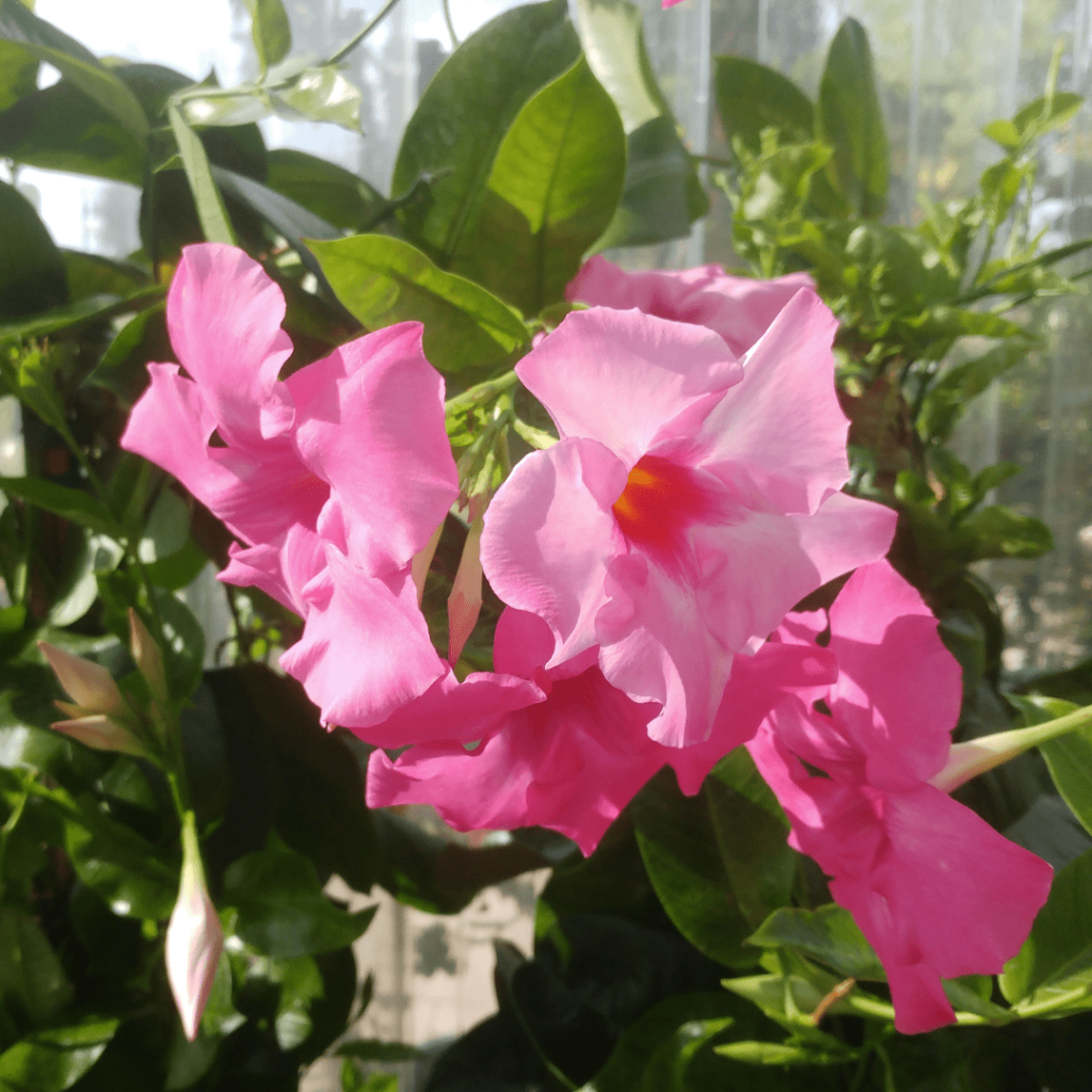 Fiore di Dipladenia rosa