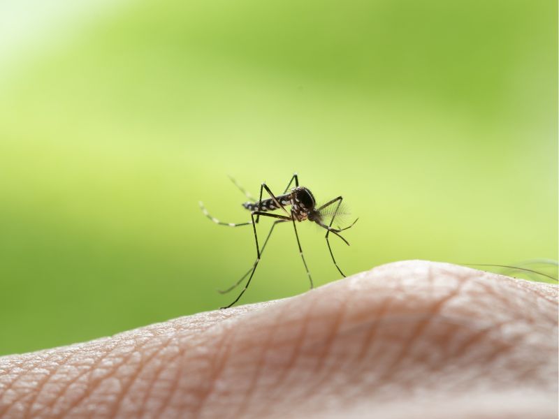 Zanzare, 5 consigli salva-estate