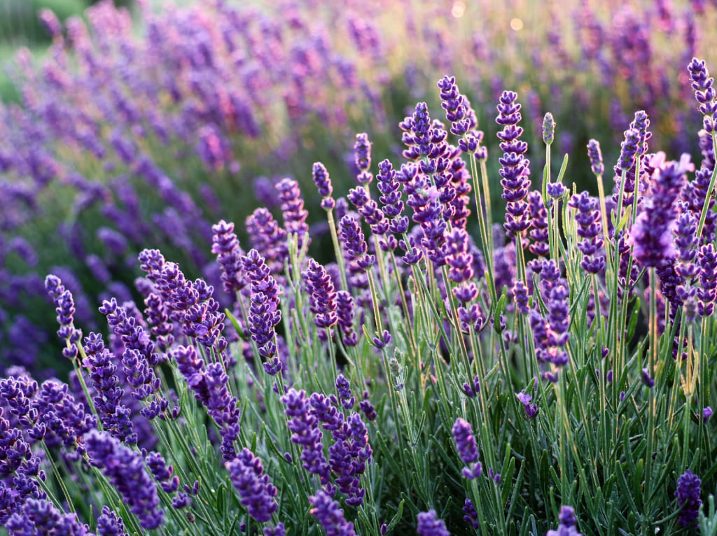 Lavanda