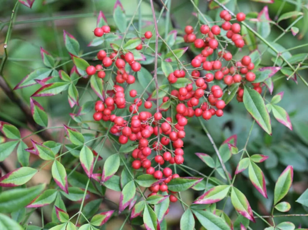 Nandina domestica