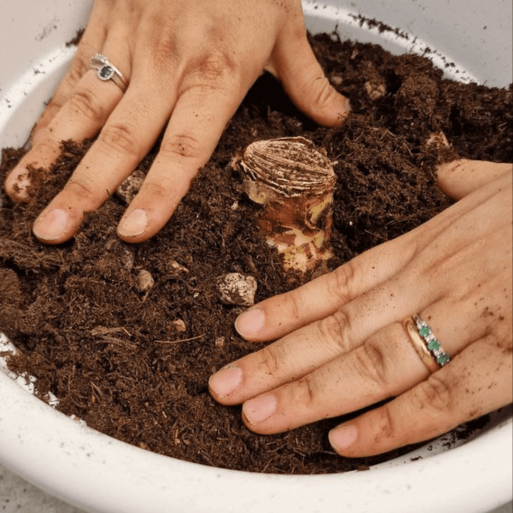 Piantumazione di un bulbo di Amaryllis