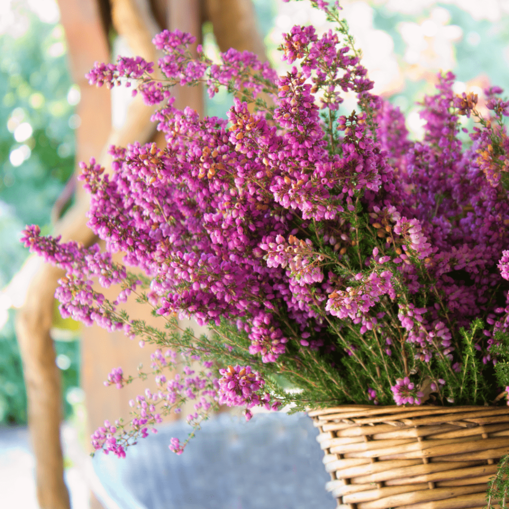 Erica calluna in cesto di vimini