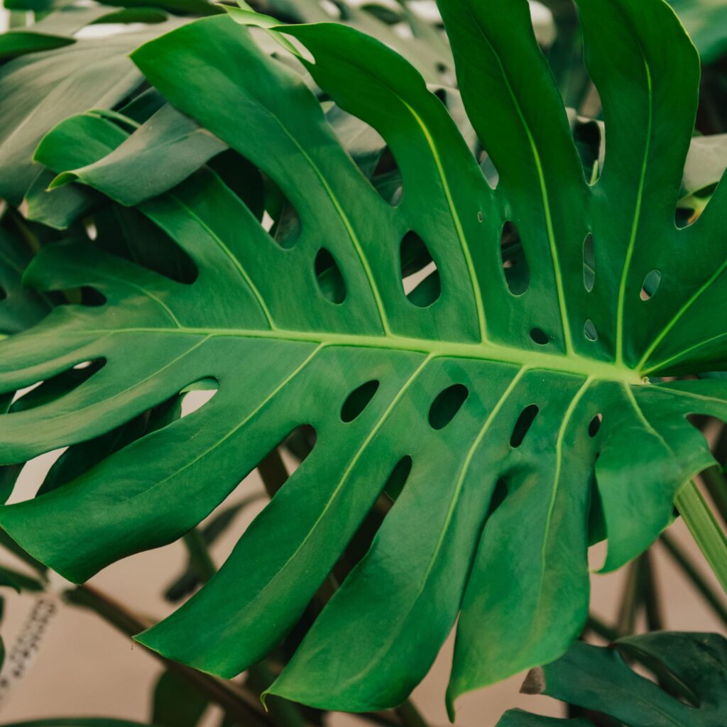 Foglia di Monstera