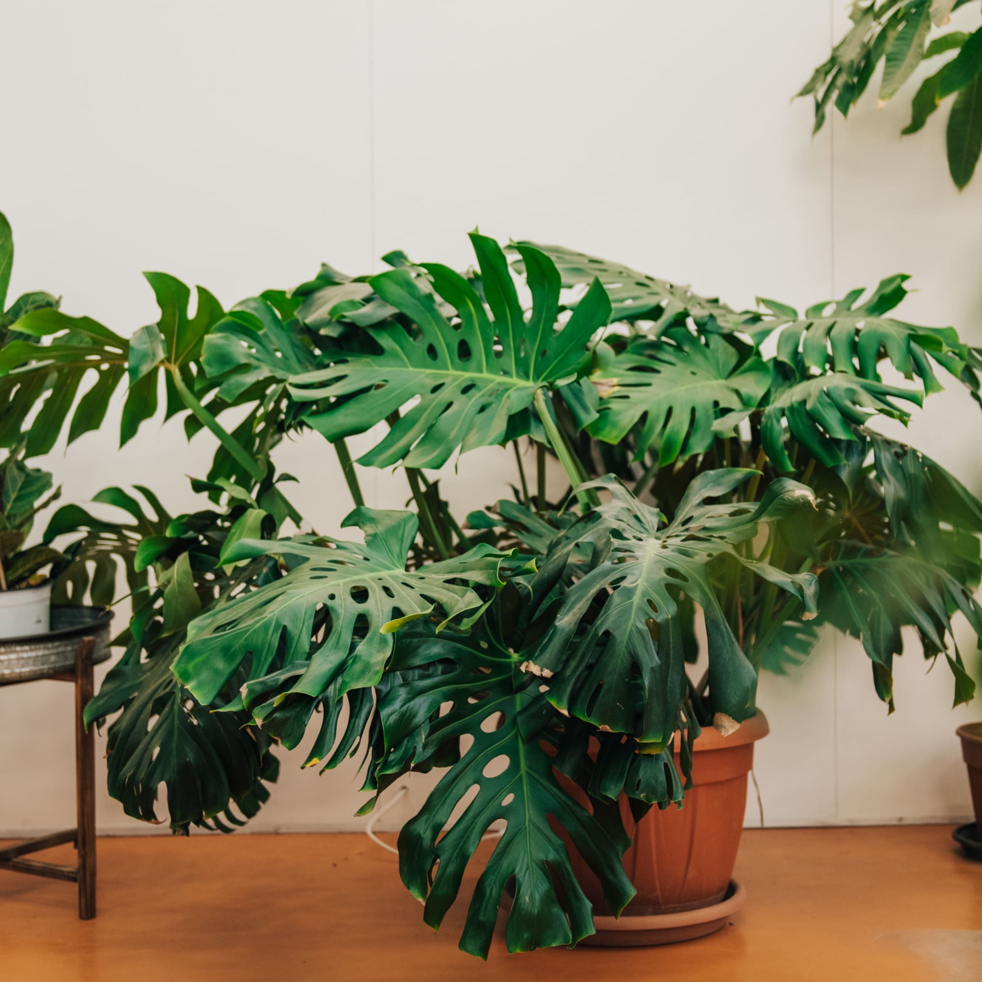 Esemplare di Monstera