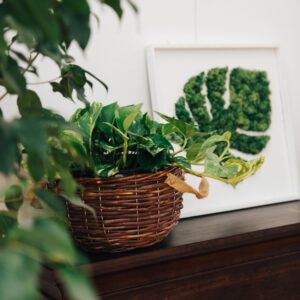 Pothos aurea in basket