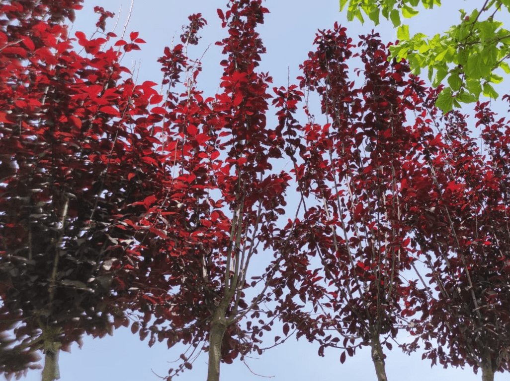 Albero di Prunus pissardi